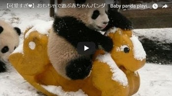 赤ちゃんパンダ.jpg
